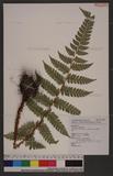 Polystichum eximium (Mett. ex Kuhn) C. Chr. sտ