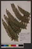 Polystichum eximium (Mett. ex Kuhn) C. Chr. sտ