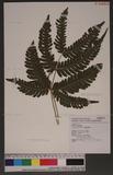 Pteris linearis Poir. T߻