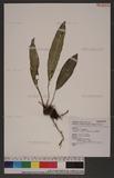 Elaphoglossum callifolium (Blume) Moore UY޿