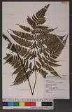 Dryopteris formosana (Christ) C. Chr. OW