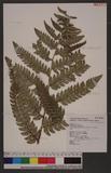 Polystichum eximium (Mett. ex Kuhn) C. Chr. sտ