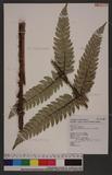 Polystichum eximium (Mett. ex Kuhn) C. Chr. sտ