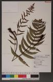 Dryopteris lepidopoda Hayata p