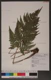 Dryopteris subexaltata (Christ) C. Chr. Ф