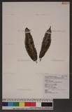 Archangiopteris somai (Hayata) OWl[y
