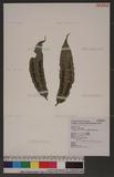 Archangiopteris henryi Christ & Gies. var. somai (Hayata) Tagawa OWl[y