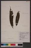 Archangiopteris henryi Christ & Gies. var. somai (Hayata) Tagawa OWl[y