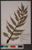 Cyrtomium hookerianum (Presl) C. Chr. Ue