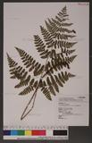 Dryopteris squamiseta (Hook.) Ktze. s