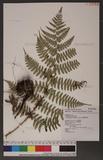 Dryopteris reflexosquamata Hayata FU