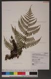 Dryopteris reflexosquamata Hayata FU