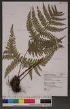 Dryopteris formosana (Christ) C. Chr. OW