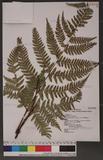 Dryopteris formosana (Christ) C. Chr. OW