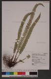 Polystichum stenophyllum Christ ޭcտ