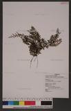 Hymenophyllum polyanthos (Sw.) Sw. ӸF