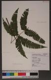 Pteris linearis Poir. T߻