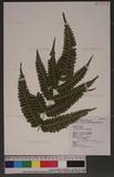 Pteris linearis Poir. T߻