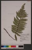 Polystichum piceopaleaceum Tagawa տ