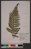 Polystichum piceopaleaceum Tagawa տ