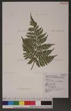 Dryopteris squamiseta (Hook.) Ktze. s