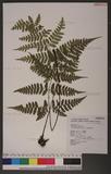 Dryopteris sparsa (Don) Ktze. 