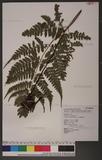 Dryopteris sparsa (Don) Ktze. 