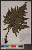 Dryopteris sordidipes Tagawa 