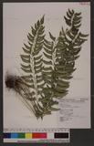 Polystichum formosanum Rosenst. OWտ