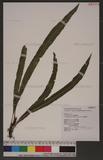 Lomariopsis specta...