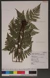 Dryopteris hendersoni (Bedd.) C. Chr. pc