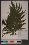 Pteris setuloso-costulata Hayata 