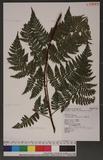 Dryopteris hendersoni (Bedd.) C. Chr. pc