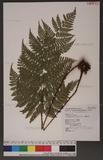 Dryopteris hendersoni (Bedd.) C. Chr. pc