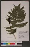 Dryopteris scottii (Bedd.) Ching v