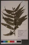 Pteris setuloso-costulata Hayata 