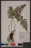Polystichum piceopaleaceum Tagawa տ