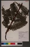 Pteris tokioi Masamune a