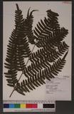 Pteris tokioi Masamune a