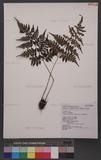 Athyrium goeringianum (Kunze) Moore 細葉蹄蓋蕨