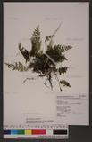 Hymenophyllum polyanthos v. d. Bosch Ӹ