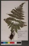 Dryopteris formosana (Christ) C. Chr. OW