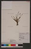 Ophioglossum therm...