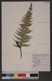 Polystichum tsus-simense (Hook.) J. Sm. տ