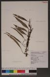 Lemmaphyllum diversum (Rosenst.) Tagawa P