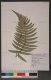 Dryopteris atrata (Wall.) Ching 