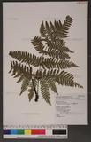 Dryopteris formosana (Christ) C. Chr. OW