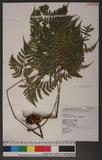 Dryopteris sparsa (Don) Ktze. 