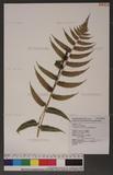 Dryopteris scottii (Bedd.) Ching v