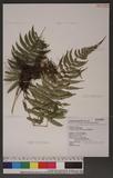 Dryopteris atrata (Wall.) Ching 